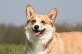 CORGI PEMBROKE 1265